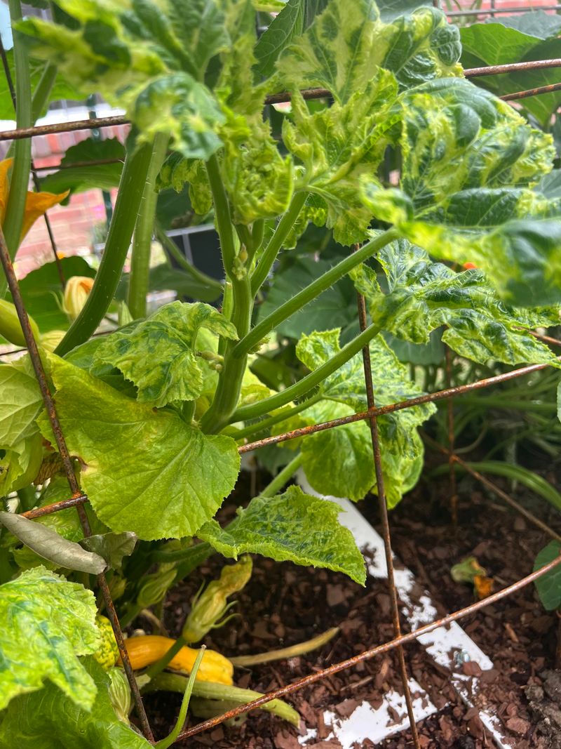 Cucumber Mosaic Virus