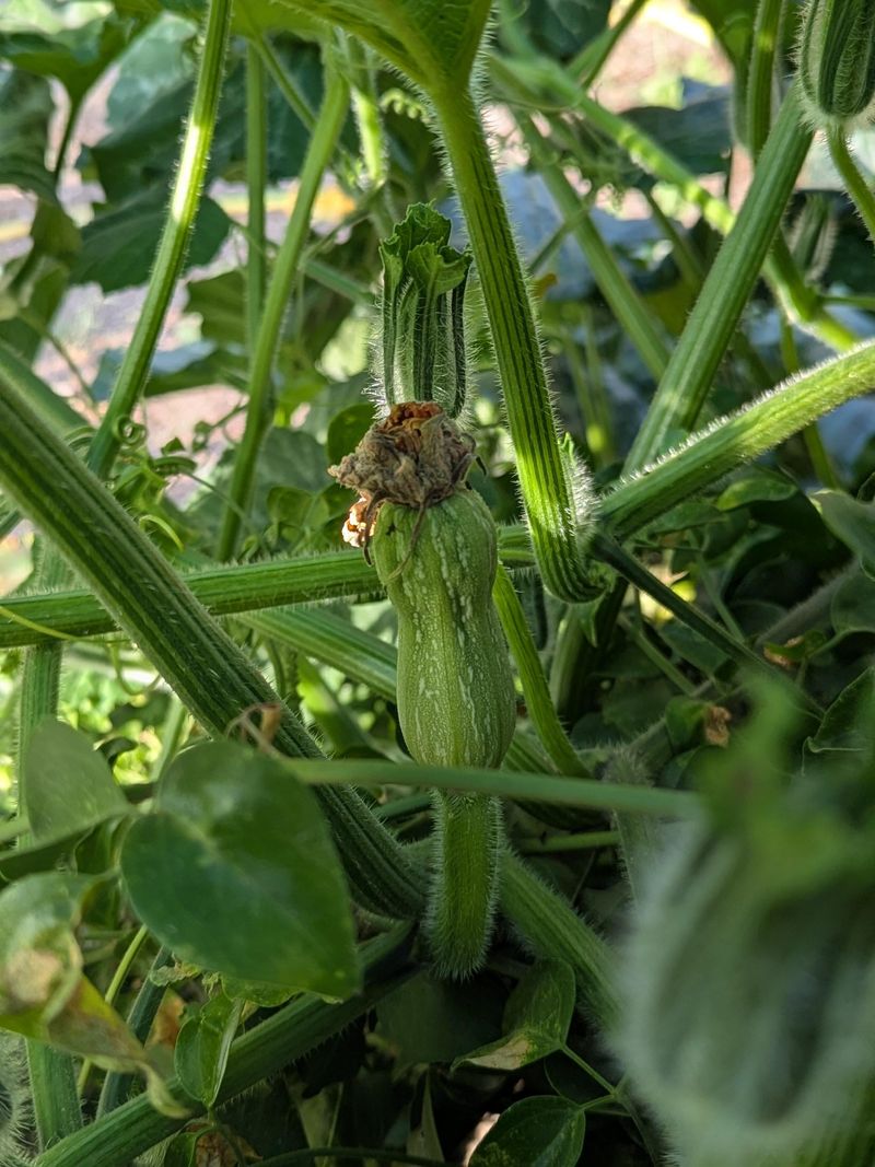 Boron Deficiency