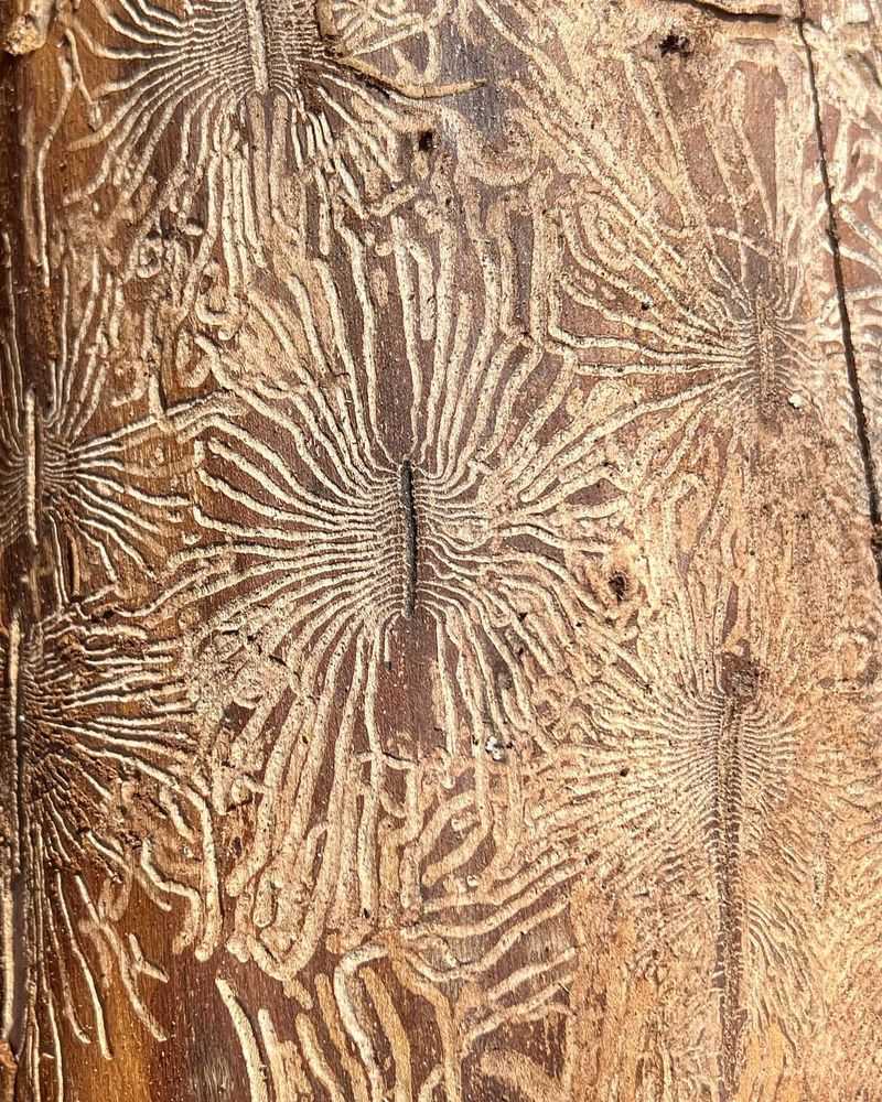 Elm Trees Battle Bark Beetles