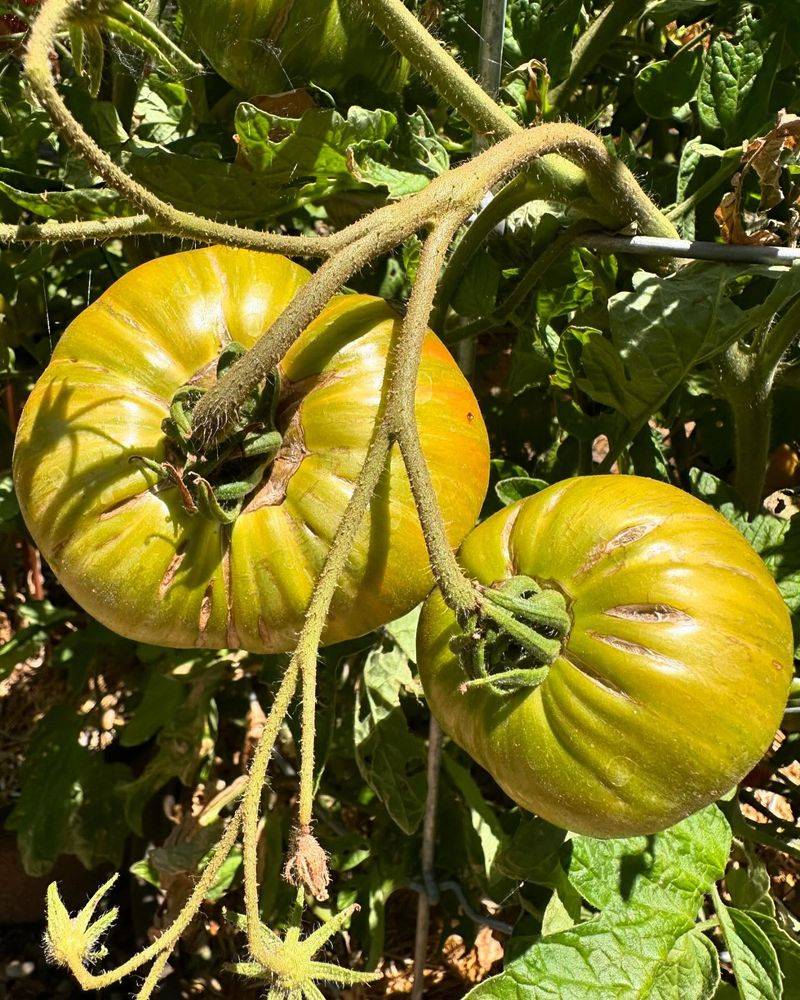 Sunscalded Vegetables and Fruits
