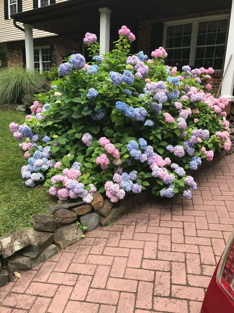 Hydrangeas