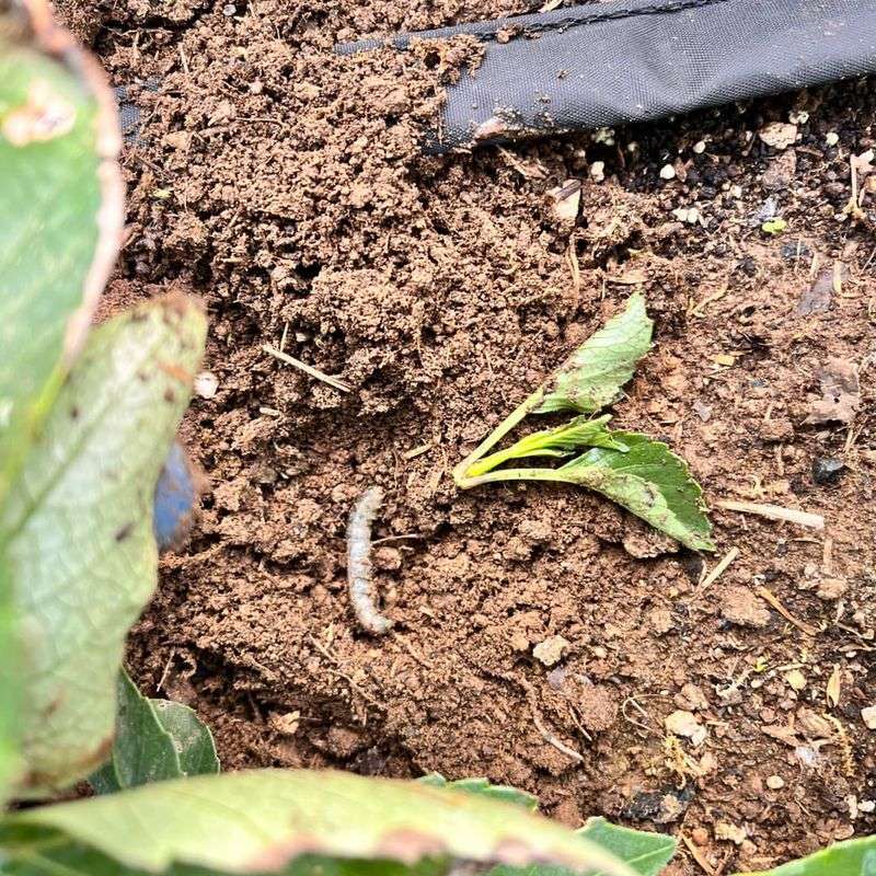 Cutworms: Seedling Assassins