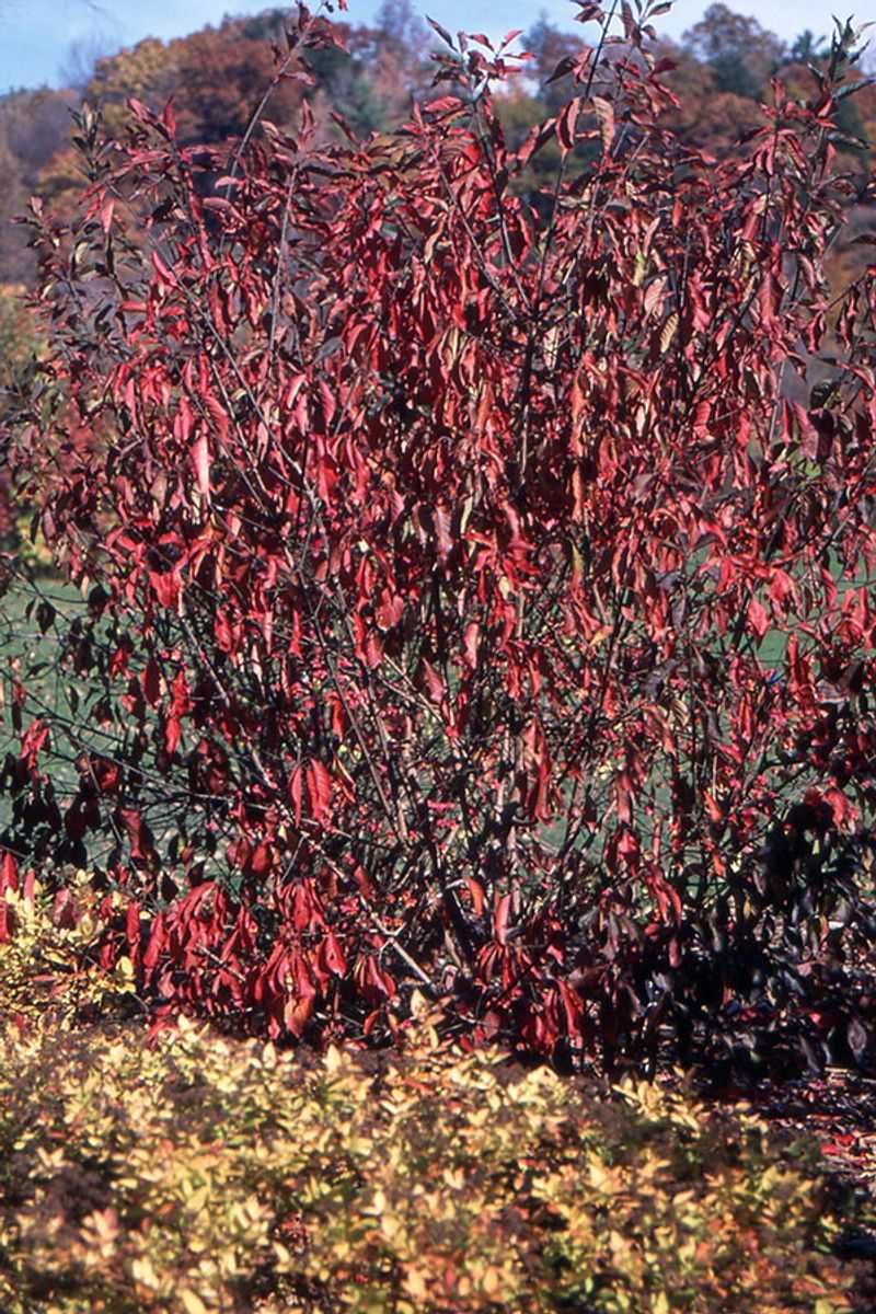 Burning Bush (Euonymus alatus)