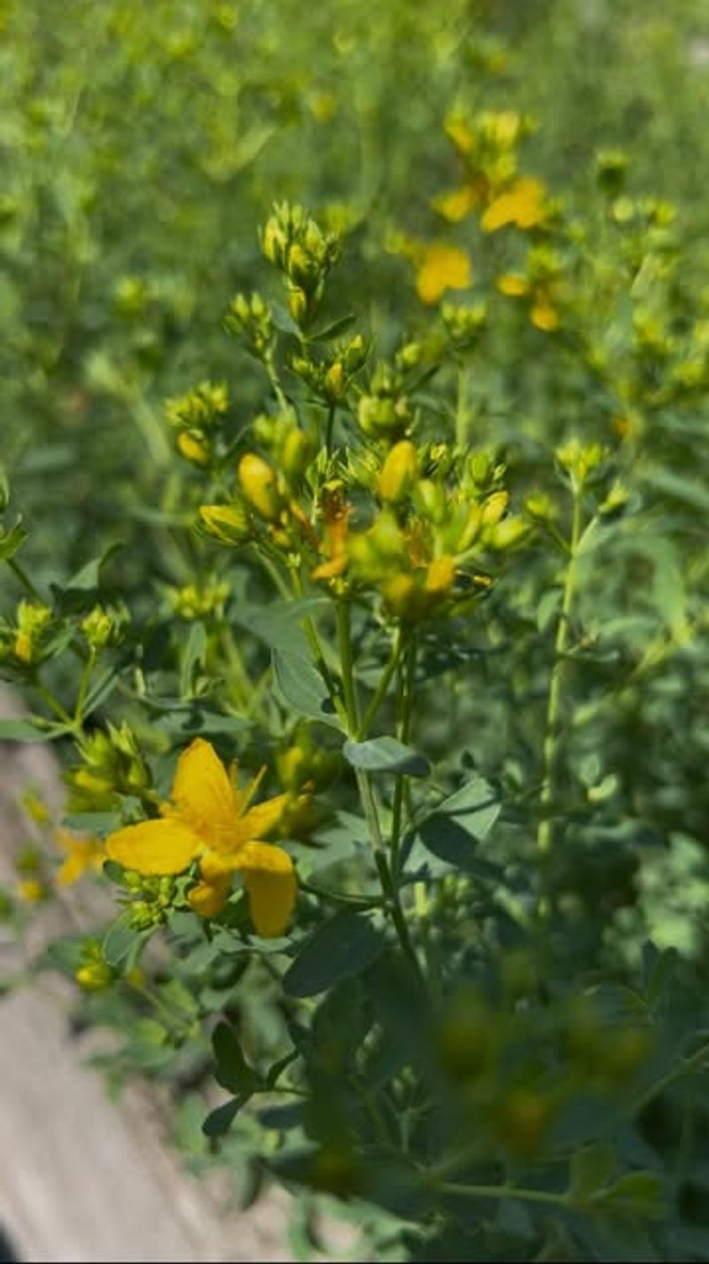 Mugwort