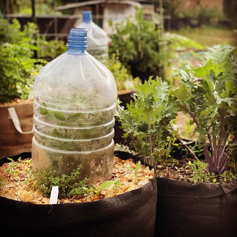 Self-Watering Bottle Garden