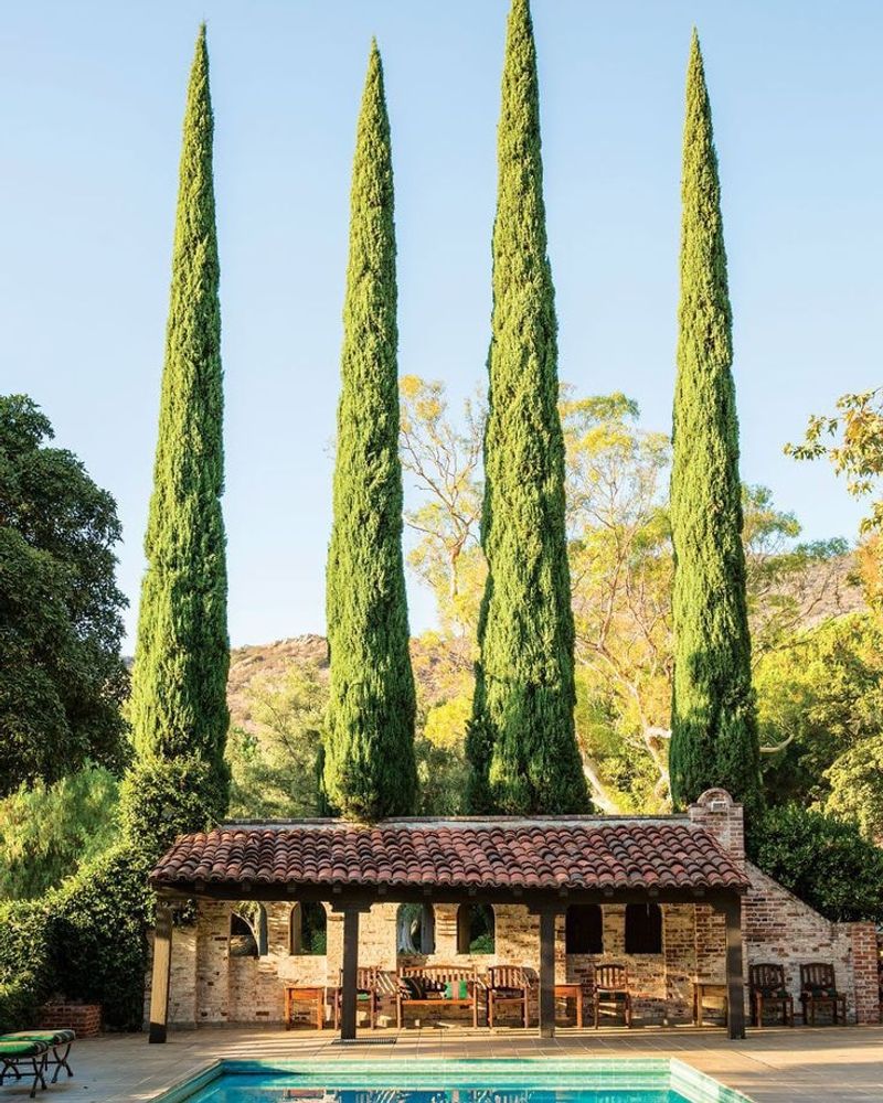 Italian Cypress