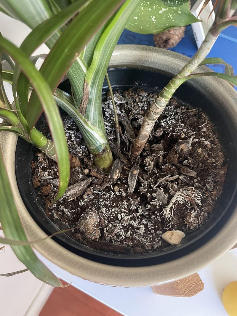 Overly Rich Potting Soil
