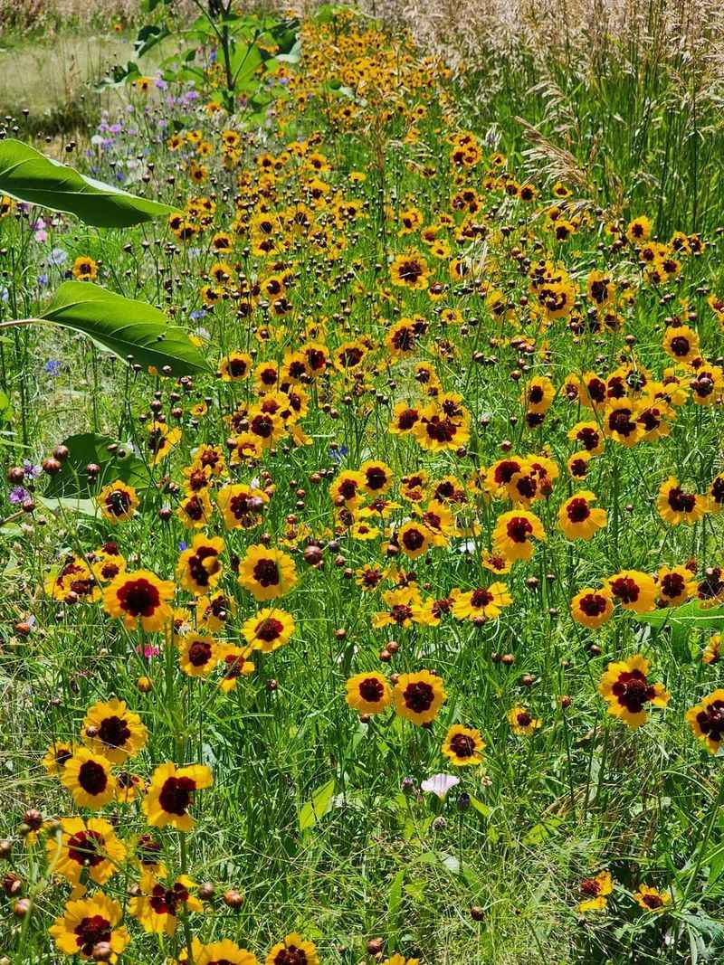 Remove Competing Weeds