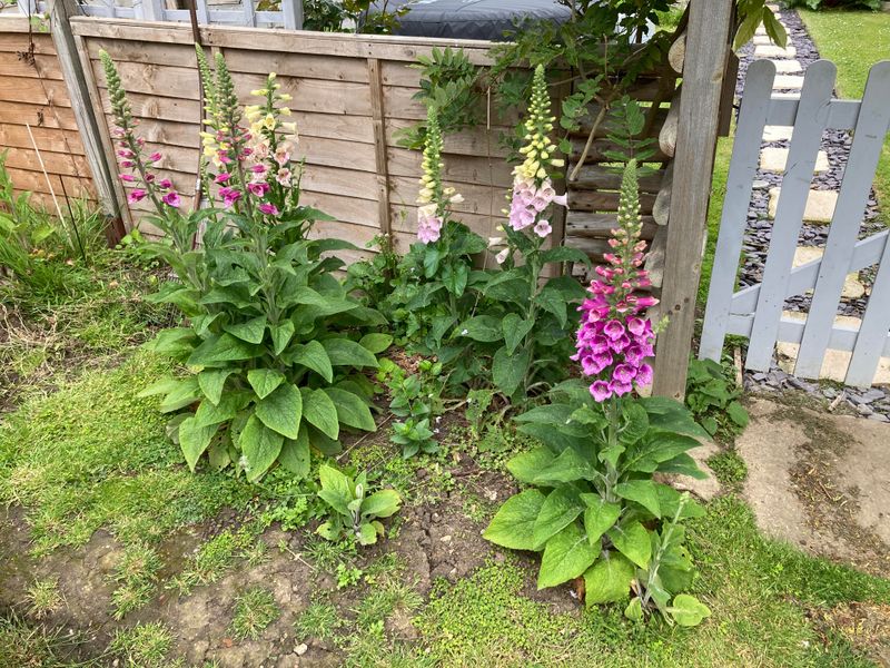 Manage Self-Seeding
