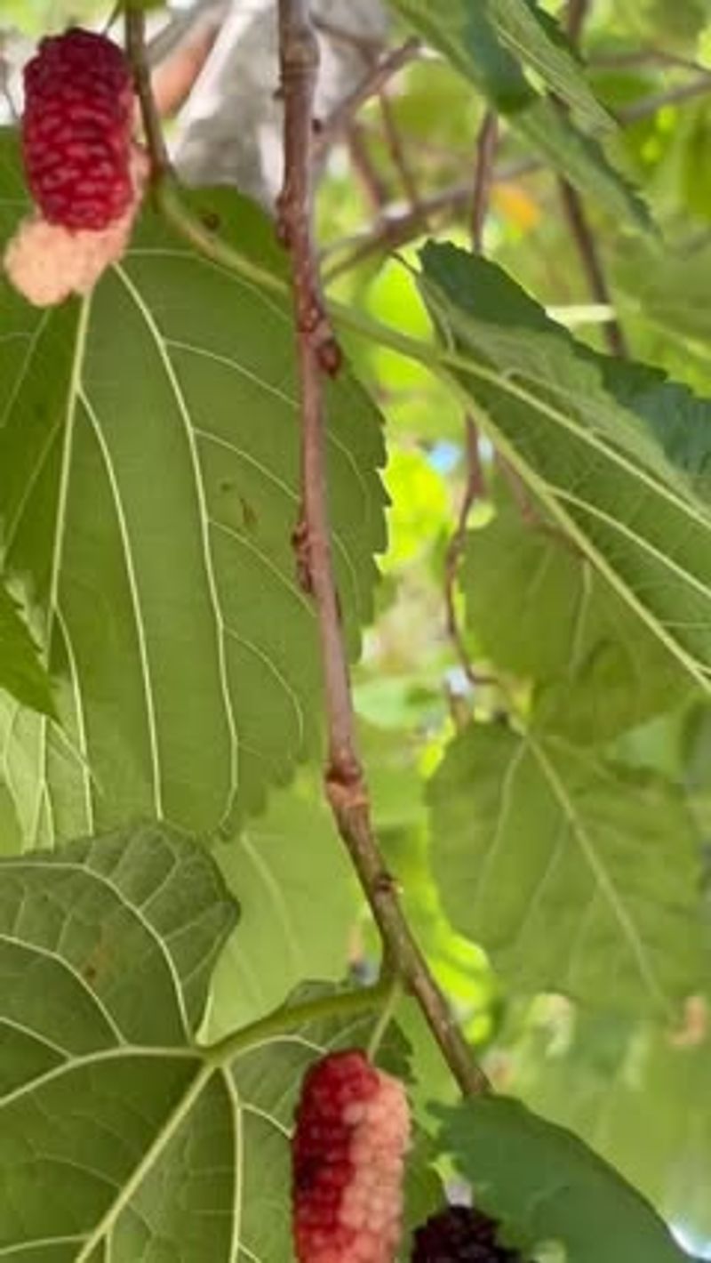 Non-Native Mulberry Trees