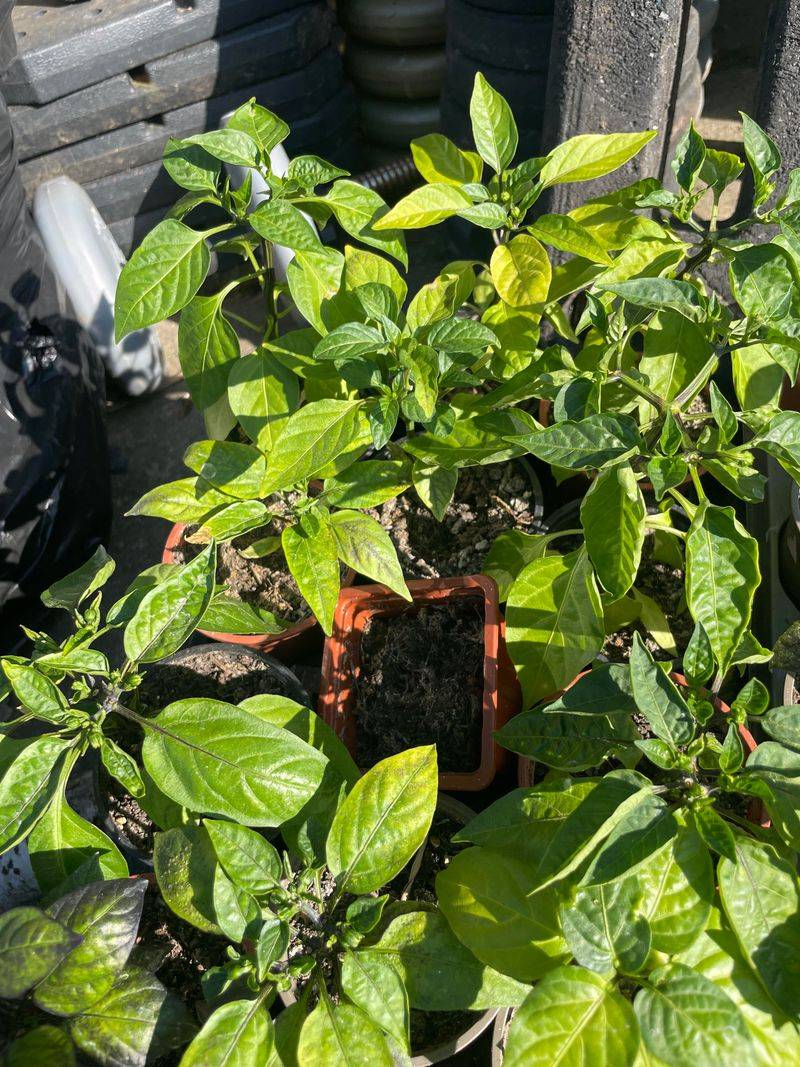 Harden Off Seedlings Properly