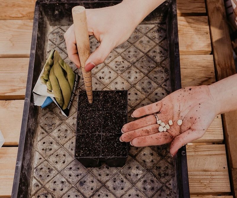 Direct Sowing Success Strategies