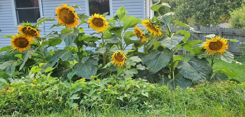 Pick The Perfect Planting Spot