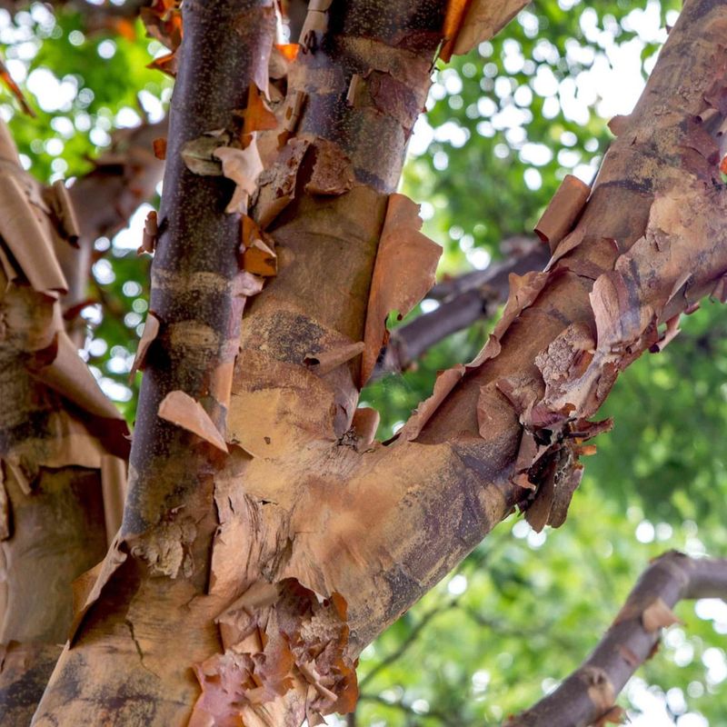 Paperbark Maple