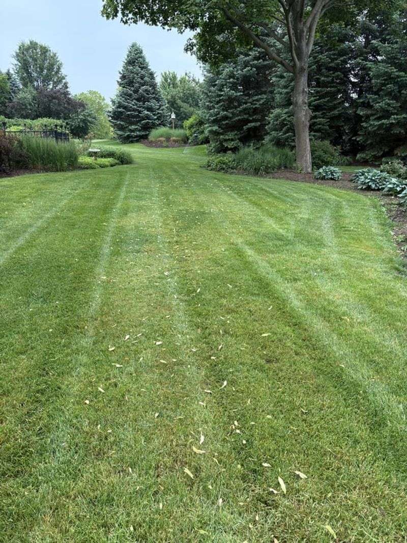 Overwatering Shady Areas