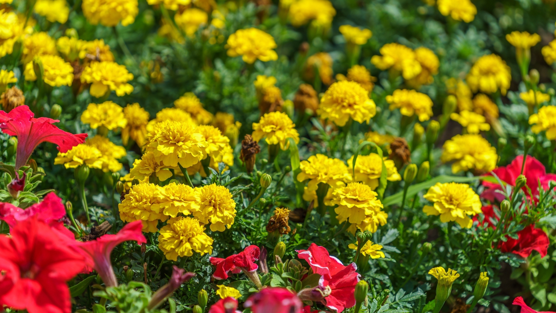 Still Time To Plant These In July For A Gorgeous Fall Garden In Georgia