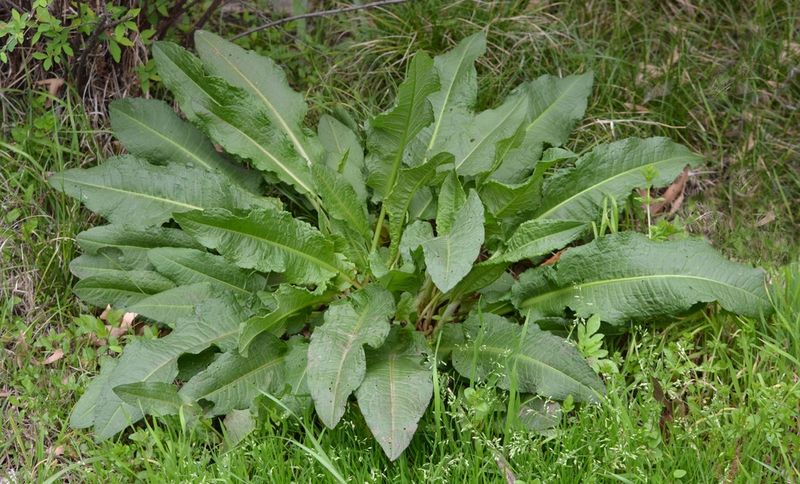 Yellow Dock (Rumex crispus)