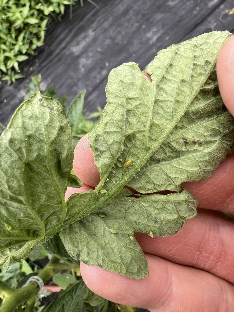 Aphids