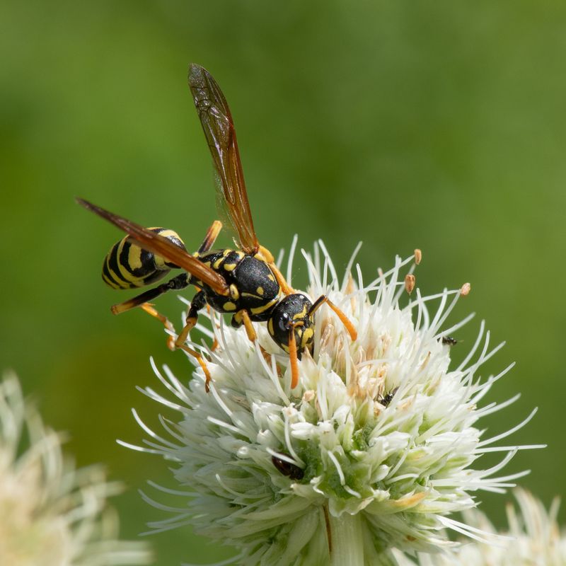 Wasps
