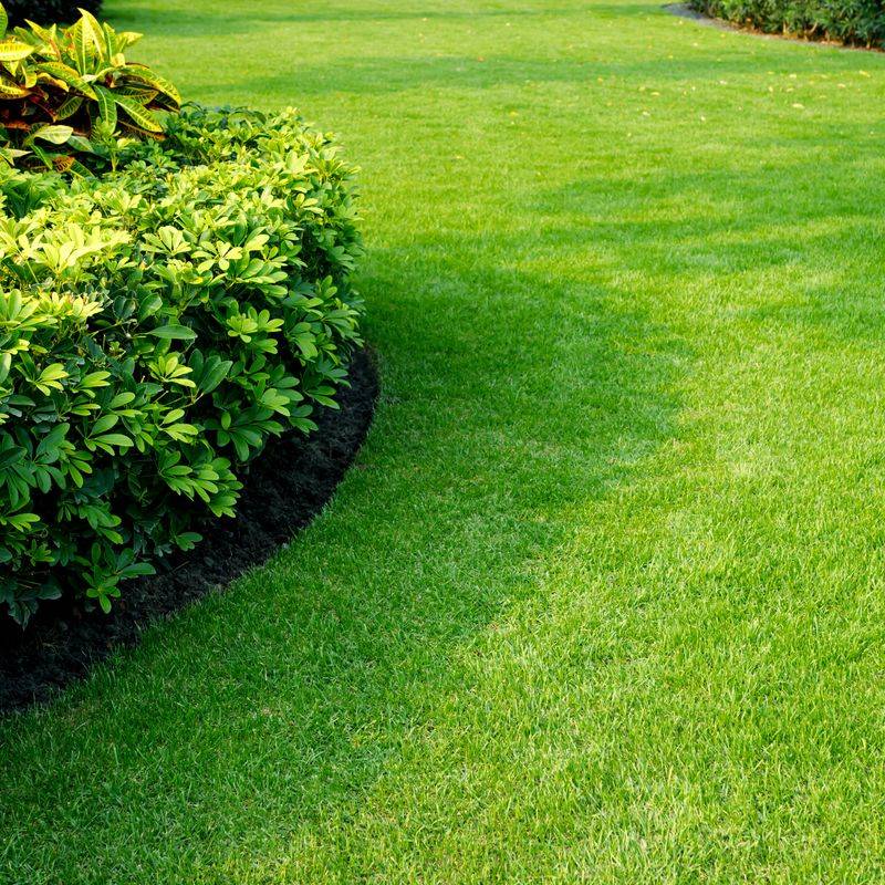Moss Garden For Shady Spots