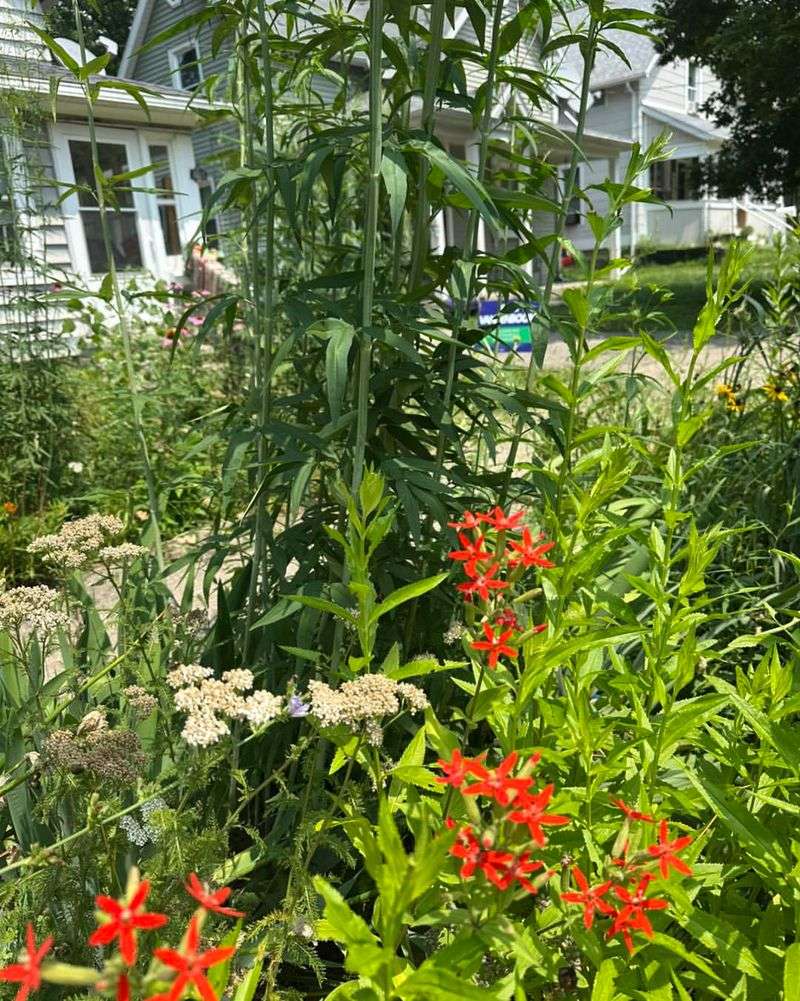 Rain Gardens For Wet Areas