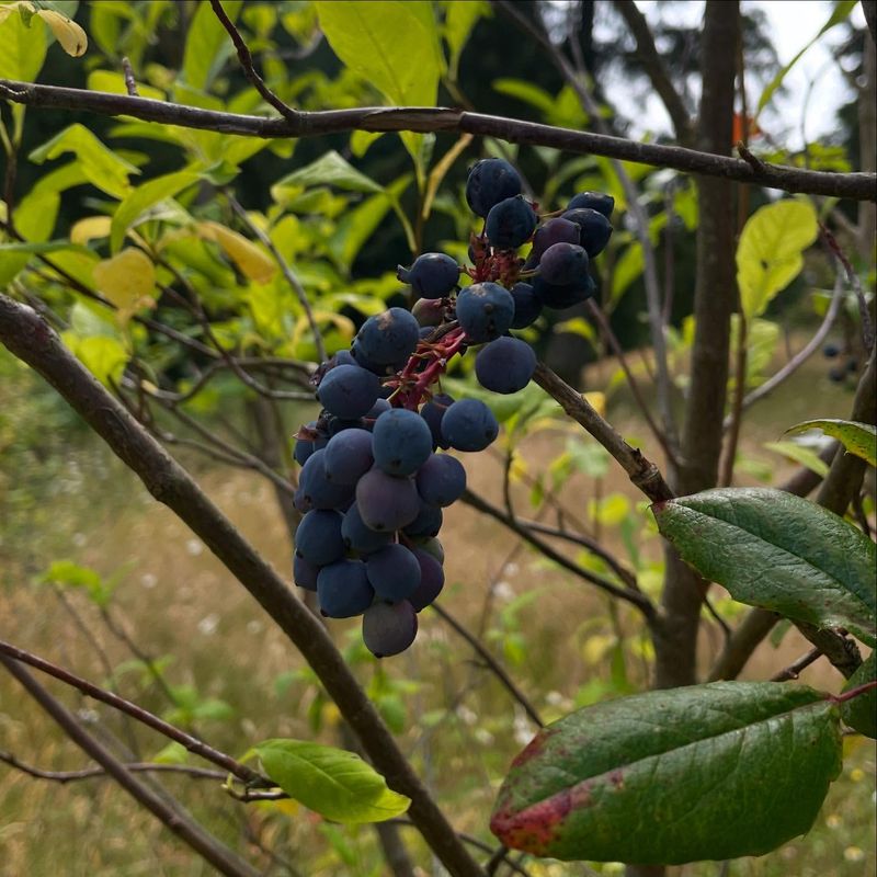 Oregon Grape