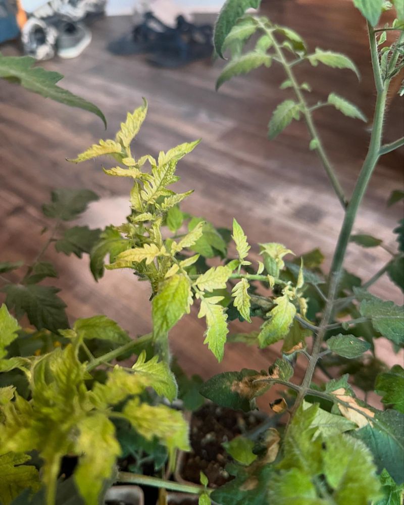Overwatering Your Plants
