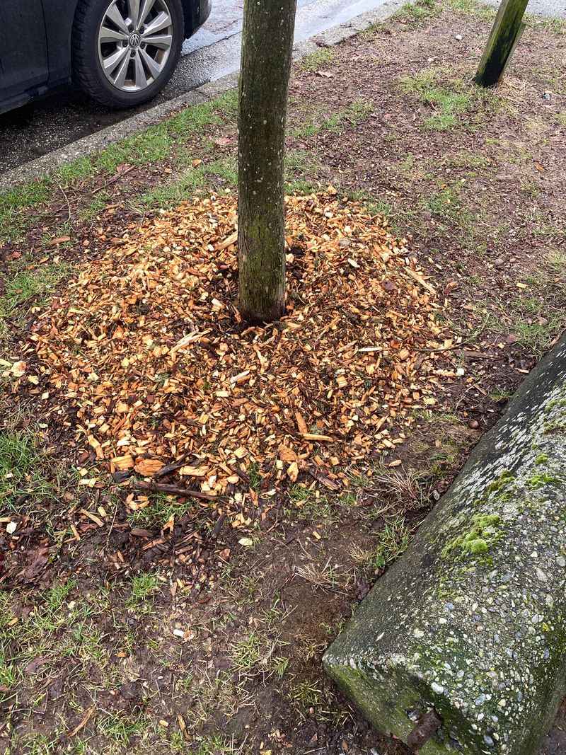 Piling Mulch Against Tree Trunks