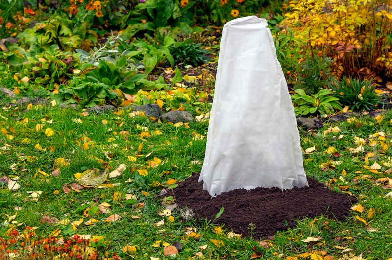 Build Protective Seedling Cloches