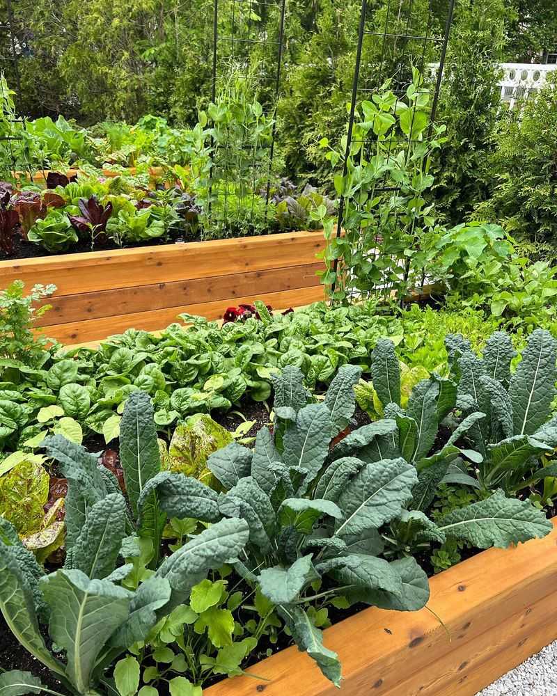 Harvest Regularly