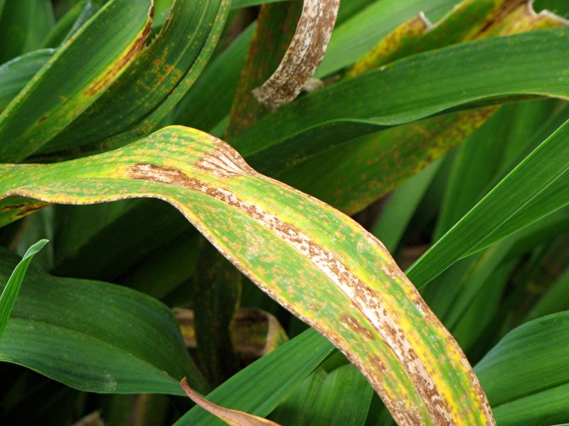 Daylily Rust Prevention