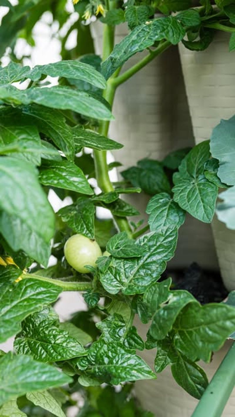 Tomatoes