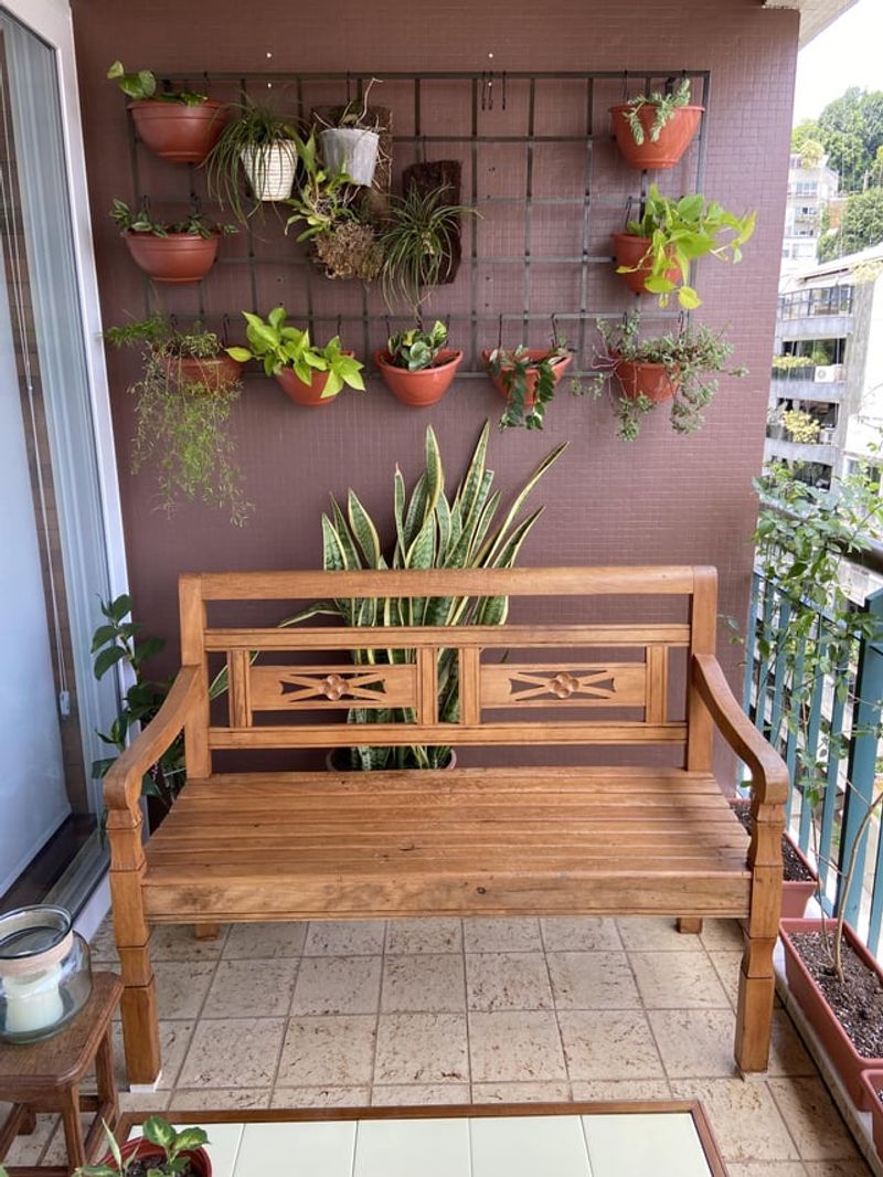 Snake Plant