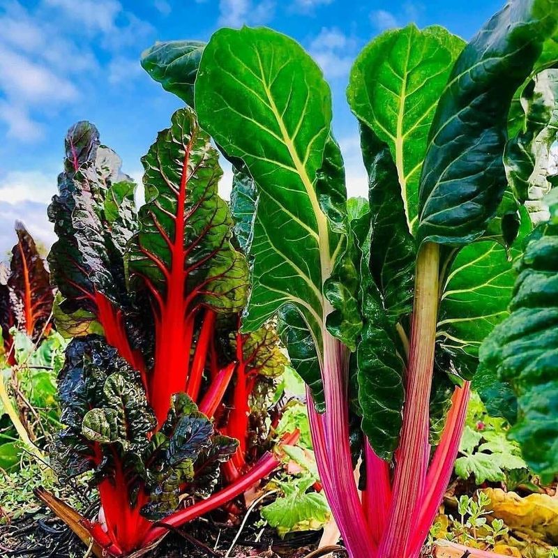 Chard