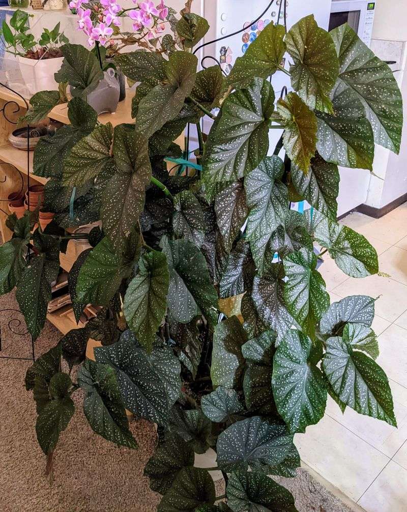 Begonias