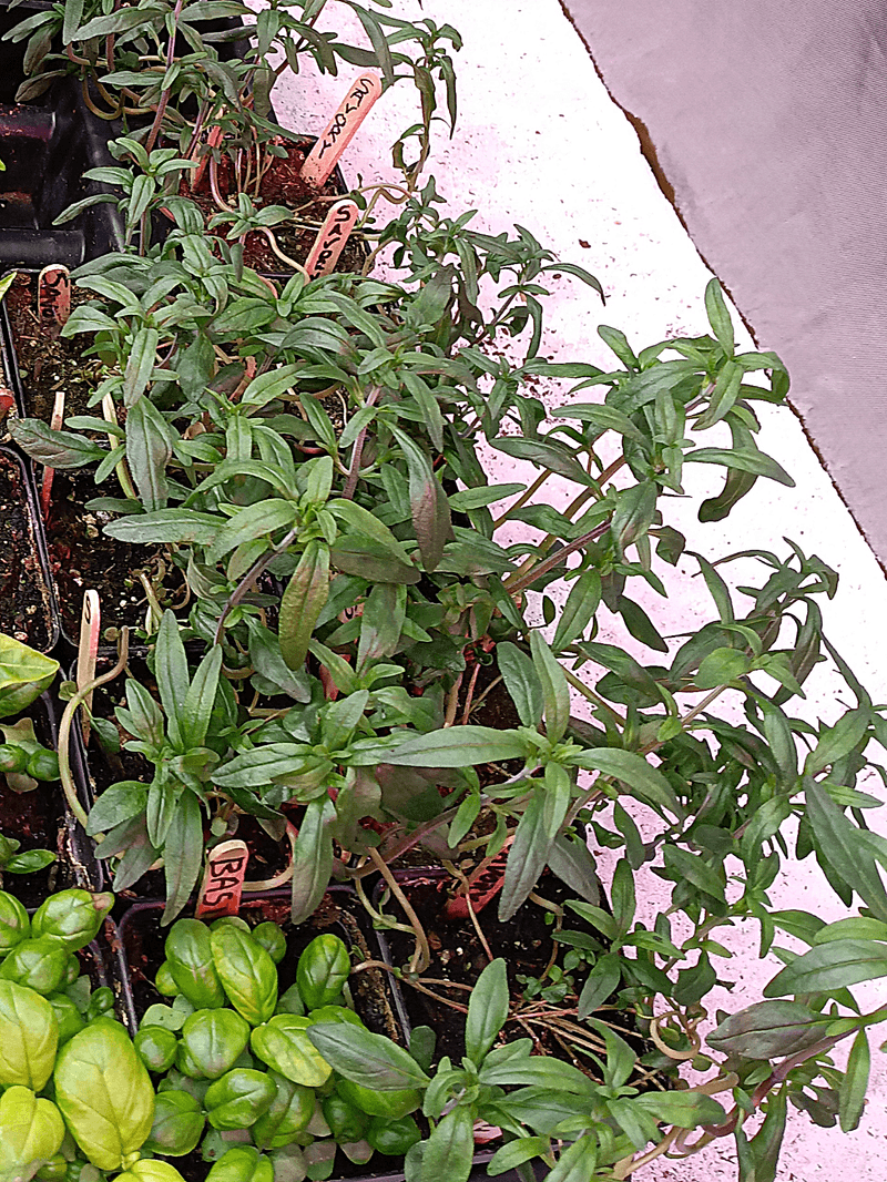 Summer Savory