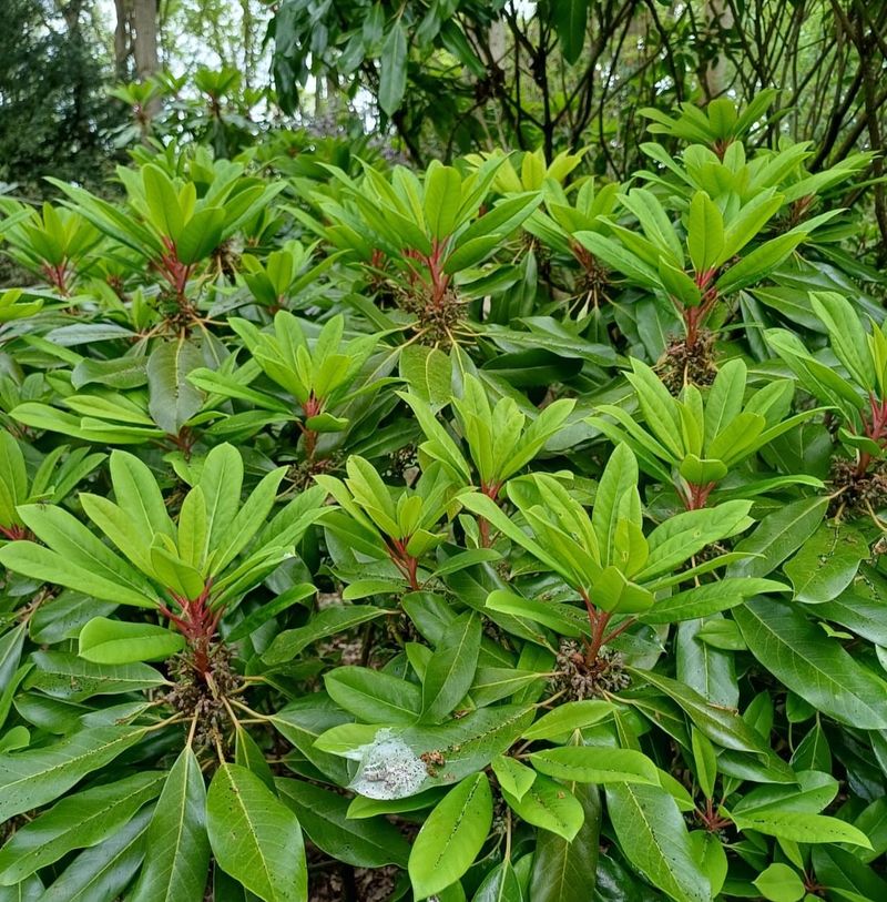 Xanthorhiza - The Underground Spice Factory