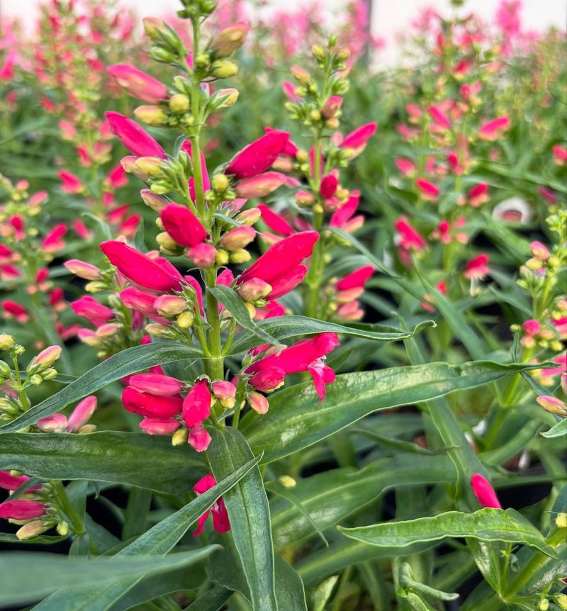 Ruby Glow Penstemon