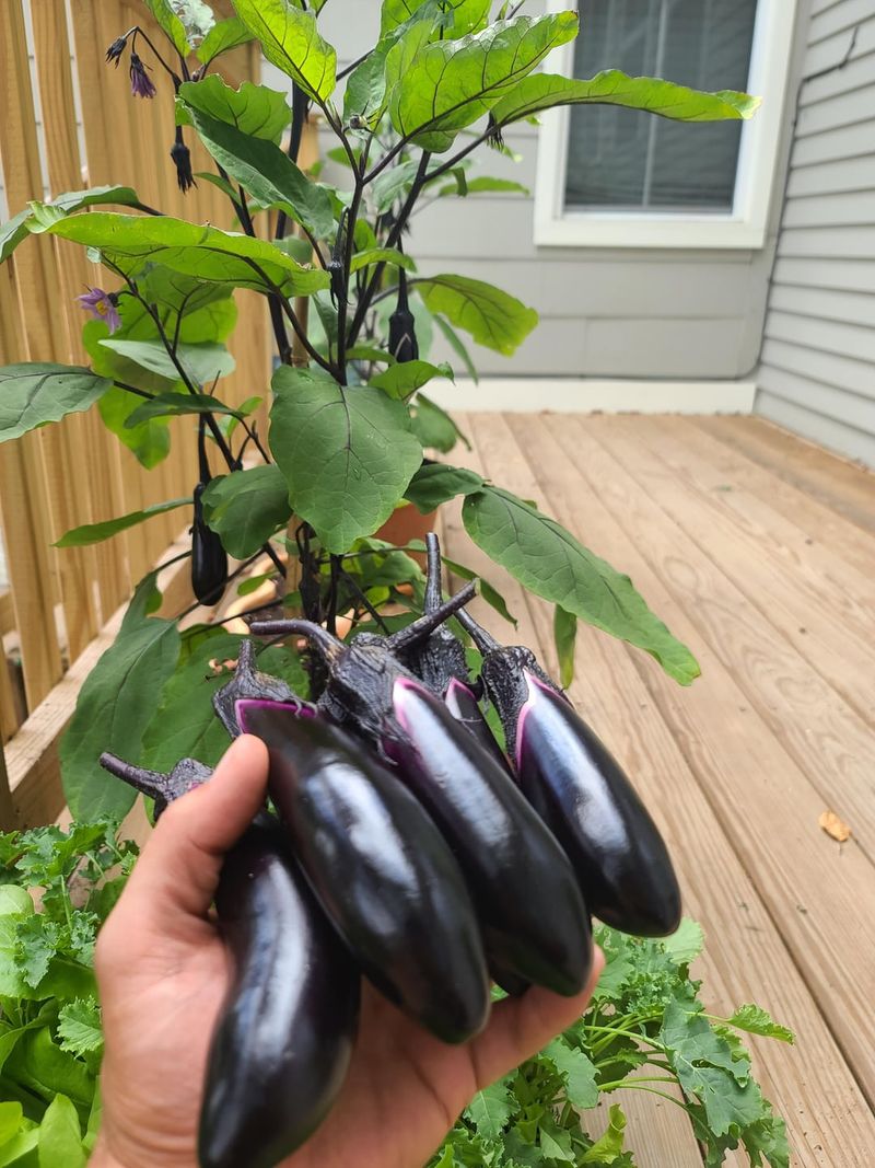 Eggplant and Thyme Combination