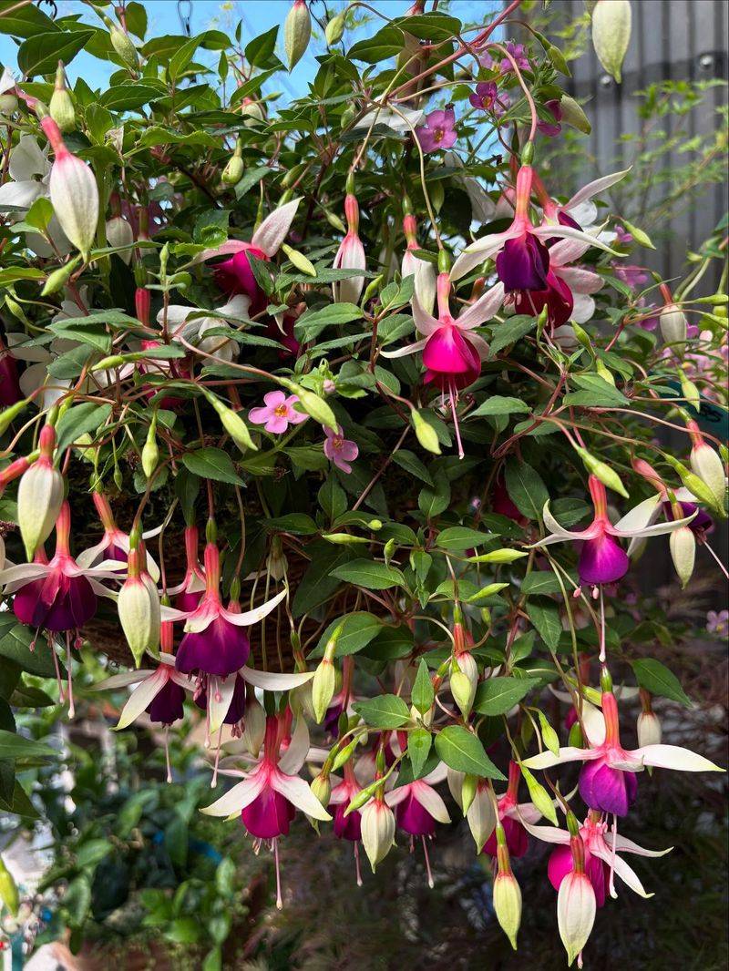 Fuchsia