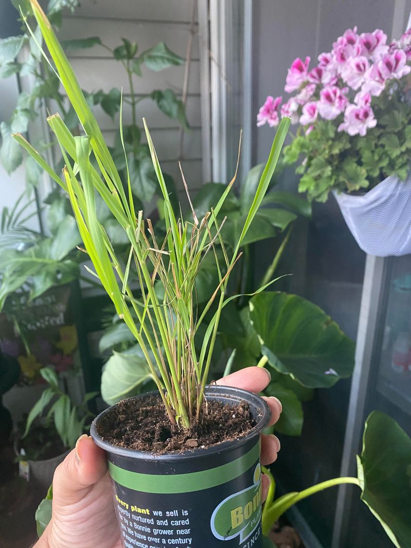 Container-Friendly Growing