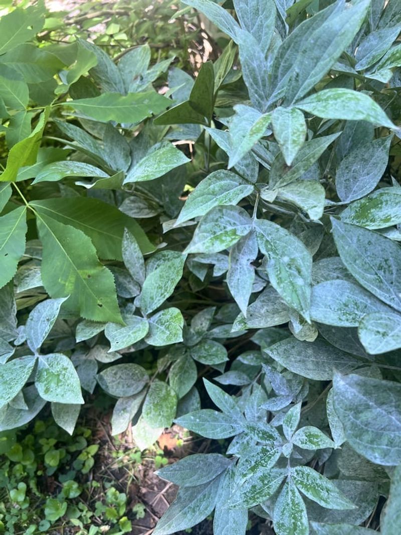 Humidity Traps Between Plants
