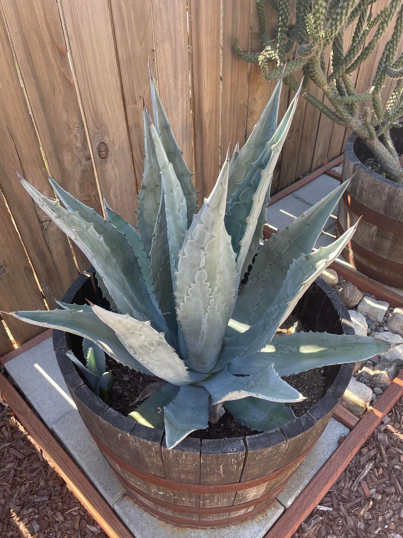 Agave Plant