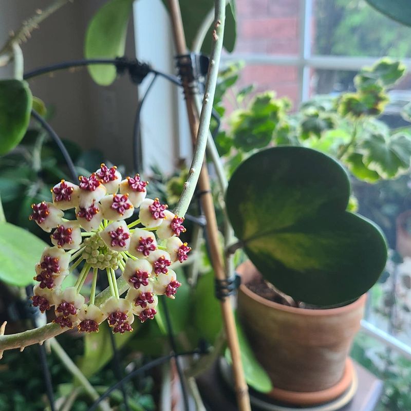 Hoya Kerrii