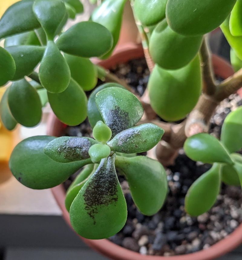 Jade Plant