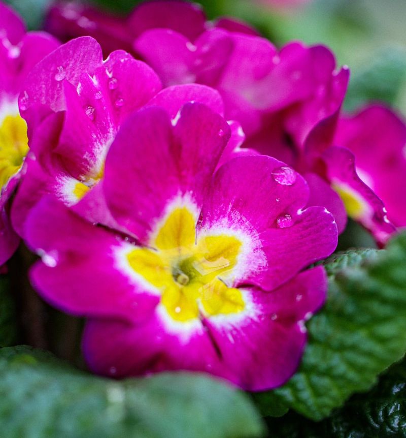 Picky Primroses