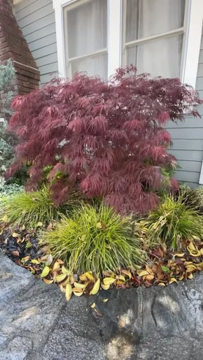 Messy Maples