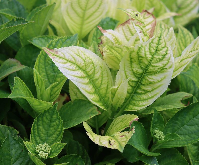 Chlorosis (Yellow Leaves, Green Veins)