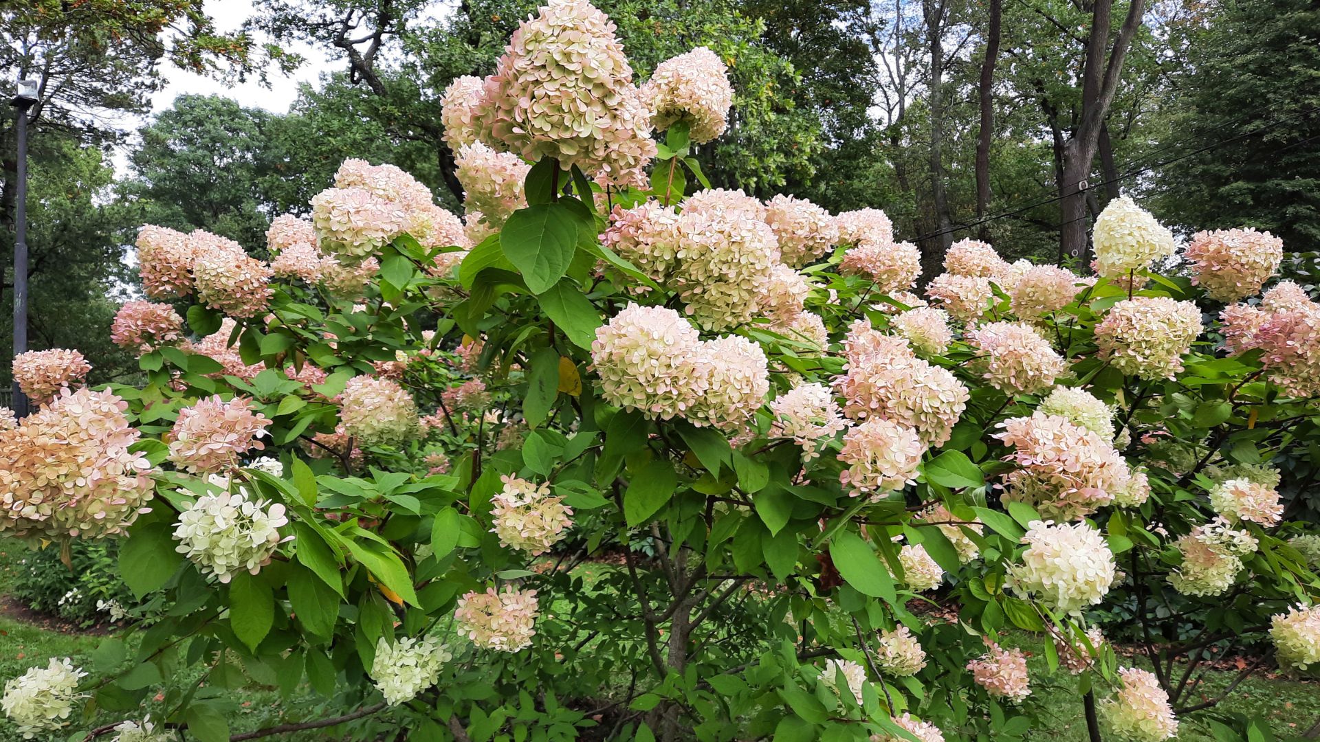 Stunning Plants That Will Transform Your Garden Into A Paradise