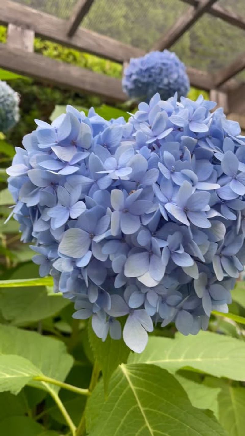 Hydrangea Bushes